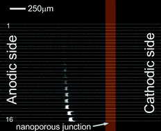 Graphical abstract: Massively parallel concentration device for multiplexed immunoassays