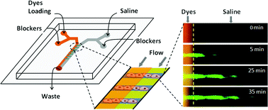 Graphical abstract: Assay for molecular transport across gap junction channels in one-dimensional cell arrays