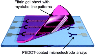 Graphical abstract: Spatiotemporally controlled contraction of micropatterned skeletal muscle cells on a hydrogel sheet