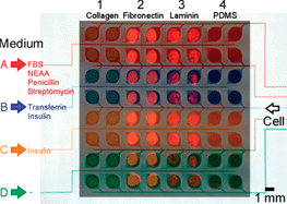 Graphical abstract: Microenvironment array chip for cell culture environment screening