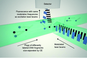 Graphical abstract: Modulation-frequency encoded multi-color fluorescent DNA analysis in an optofluidic chip