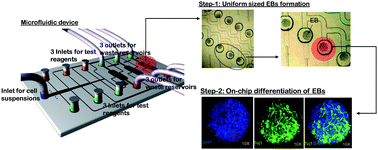 Graphical abstract: 3-Dimensional cell culture for on-chip differentiation of stem cells in embryoid body