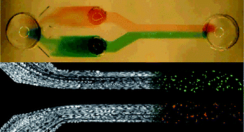 Graphical abstract: Pipette-friendly laminar flow patterning for cell-based assays