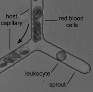 Graphical abstract: Passive recruitment of circulating leukocytes into capillary sprouts from existing capillaries in a microfluidic system