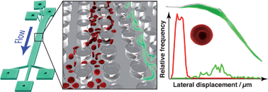 Graphical abstract: Separation of parasites from human blood using deterministic lateral displacement