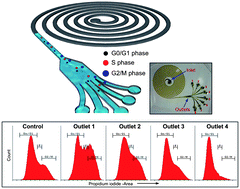 Graphical abstract: High-throughput cell cycle synchronization using inertial forces in spiral microchannels