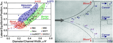 Graphical abstract: Deformability-based cell classification and enrichment using inertial microfluidics