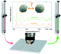 Graphical abstract: Tumour cell identification by means of Raman spectroscopy in combination with optical traps and microfluidic environments