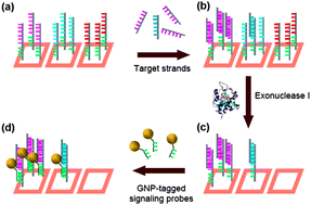 Graphical abstract: A microfluidic-assisted microarray for ultrasensitive detection of miRNA under an optical microscope