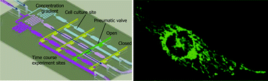 Graphical abstract: Production of reactive oxygen species in endothelial cells under different pulsatile shear stresses and glucose concentrations