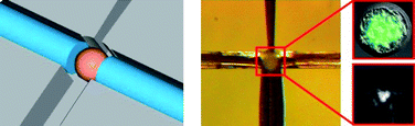 Graphical abstract: Supravital fluorometric apoptosis detection in a single mouse embryo using lab-on-a-chip