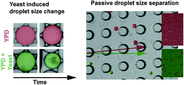 Graphical abstract: Droplet size based separation by deterministic lateral displacement—separating droplets by cell-induced shrinking
