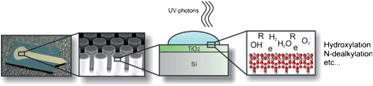 Graphical abstract: Integrated photocatalytic micropillar nanoreactor electrospray ionization chip for mimicking phase I metabolic reactions