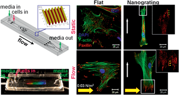 Graphical abstract: Engineering of a microfluidic cell culture platform embedded with nanoscale features