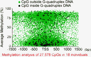 Graphical abstract: Guanine quadruplex DNA structure restricts methylation of CpG dinucleotides genome-wide