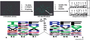 Graphical abstract: A combinatorial approach to characterize the substrate specificity of protein arginine methyltransferase 1