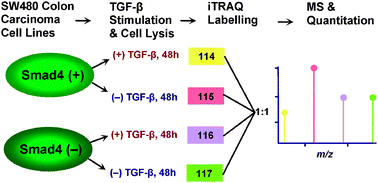 Graphical abstract: Proteomics of Smad4 regulated transforming growth factor-beta signalling in colon cancer cells