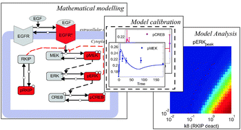 Graphical abstract: Investigating dynamics of inhibitory and feedback loops in ERK signalling using power-law models