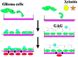 Graphical abstract: Click-xylosides mitigate glioma cell invasion in vitro
