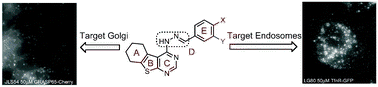 Graphical abstract: Fine tuning Exo2, a small molecule inhibitor of secretion and retrograde trafficking pathways in mammalian cells