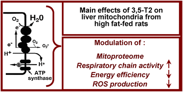 Graphical abstract: Pathways affected by 3,5-diiodo-l-thyronine in liver of high fat-fed rats: Evidence from two-dimensional electrophoresis, blue-native PAGE, and mass spectrometry
