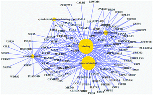 Graphical abstract: Phosphoproteome profile of human lung cancer cell line A549