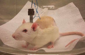 Graphical abstract: Long-term subcutaneous microdialysis sampling and qRT-PCR of MCP-1, IL-6 and IL-10 in freely-moving rats