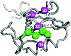 Graphical abstract: Coevolution of PDZ domain–ligand interactions analyzed by high-throughput phage display and deep sequencing