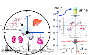 Graphical abstract: Ingenuity pathways analysis of urine metabonomics phenotypes toxicity of gentamicin in multiple organs