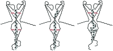 Graphical abstract: Importance of oligo-(R)-3-hydroxybutyrates to S. lividans KcsA channel structure and function