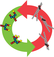 Graphical abstract: Glycomics meets lipidomics—associations of N-glycans with classical lipids, glycerophospholipids, and sphingolipids in three European populations