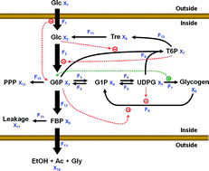 Graphical abstract: Complex coordination of multi-scale cellular responses to environmental stress