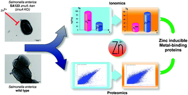 Graphical abstract: Phenotypic profile linked to inhibition of the major Zn influx system in Salmonella enterica: proteomics and ionomics investigations
