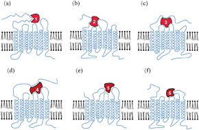 Graphical abstract: GPCR-2L: predicting G protein-coupled receptors and their types by hybridizing two different modes of pseudo amino acid compositions