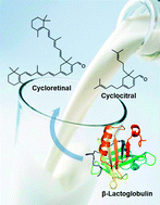 Graphical abstract: Milk, revealed “silent” chemistry: new mode of cycloretinal synthesis