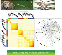 Graphical abstract: Systems biology of ovine intestinal parasite resistance: disease gene modules and biomarkers