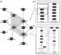 Graphical abstract: Finding co-mutated genes and candidate cancer genes in cancer genomes by stratified false discovery rate control