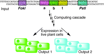 Graphical abstract: Molecular computing with plant cell phenotype serving as quality controlled output