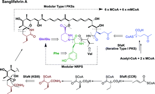 Graphical abstract: Cloning, sequencing and characterization of the biosynthetic gene cluster of sanglifehrin A, a potent cyclophilin inhibitor