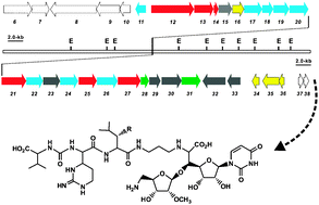 Graphical abstract: Identification of the gene cluster involved in muraymycin biosynthesis from Streptomyces sp. NRRL 30471