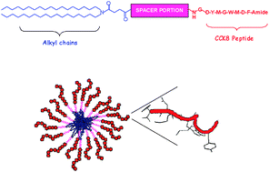 Graphical abstract: Amphiphilic CCK peptides assembled in supramolecular aggregates: structural investigations and in vitro studies
