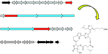 Graphical abstract: Insights into the complex biosynthesis of the leupyrrins in Sorangium cellulosum So ce690