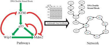 Graphical abstract: From biological pathways to regulatory networks