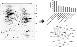 Graphical abstract: Systematic proteomic analysis of human hepotacellular carcinoma cells reveals molecular pathways and networks involved in metastasis