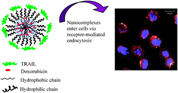 Graphical abstract: Synergistic anti-cancer effects via co-delivery of TNF-related apoptosis-inducing ligand (TRAIL/Apo2L) and doxorubicin using micellar nanoparticles