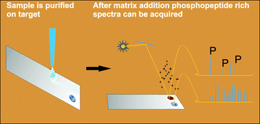 Graphical abstract: Enrichment and sequencing of phosphopeptides on indium tin oxide coated glass slides