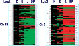 Graphical abstract: Contribution of gross chromosomal changes to HPV16-induced transformation