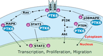 Graphical abstract: Impact of protein tyrosine kinase 6 (PTK6) on human epidermal growth factor receptor (HER) signalling in breast cancer