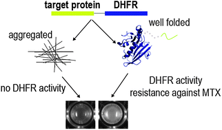 Graphical abstract: Linking amyloid protein aggregation and yeast survival