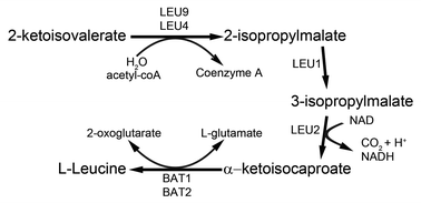Graphical abstract: Comment on “Deletion of btn1, an orthologue of CLN3, increases glycolysis and perturbs amino acid metabolism in the fission yeast model of Batten disease”
